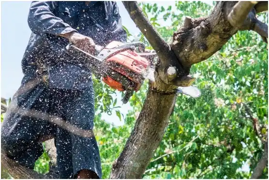 tree services Estill